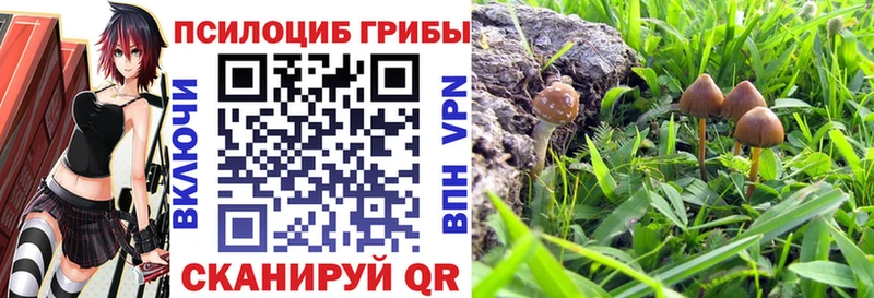 Галлюциногенные грибы Psilocybine cubensis  Купить  Новоржев 