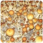 Псилоцибиновые (галлюциногенные)  грибы Psilocybin "Golden Teacher" в Новоржеве
